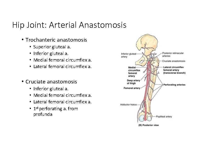 Hip Joint: Arterial Anastomosis • Trochanteric anastomosis • • Superior gluteal a. Inferior gluteal