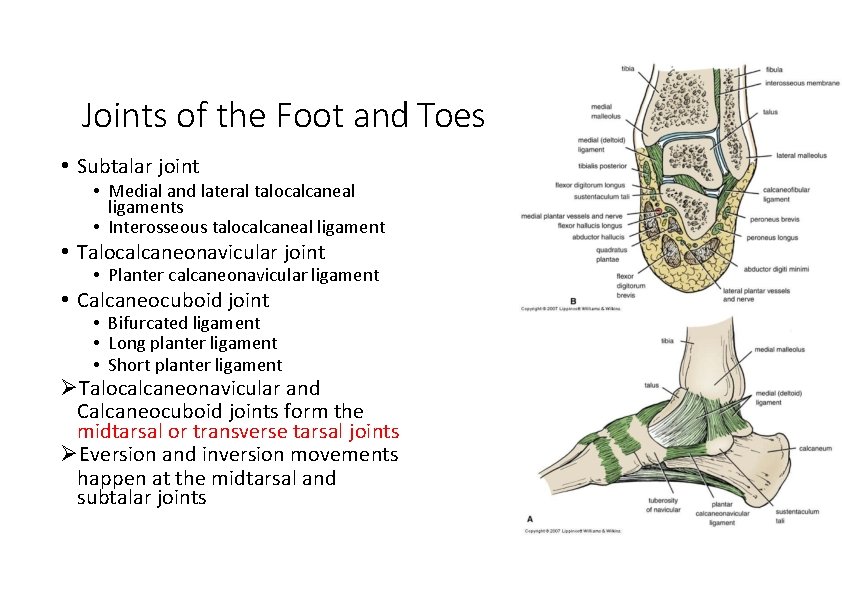 Joints of the Foot and Toes • Subtalar joint • Medial and lateral talocalcaneal