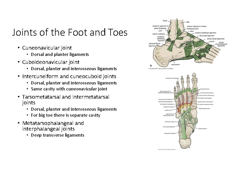 Joints of the Foot and Toes • Cuneonavicular joint • Dorsal and planter ligaments