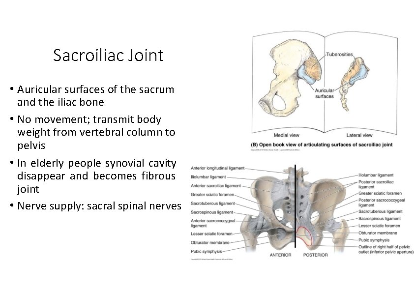 Sacroiliac Joint • Auricular surfaces of the sacrum and the iliac bone • No