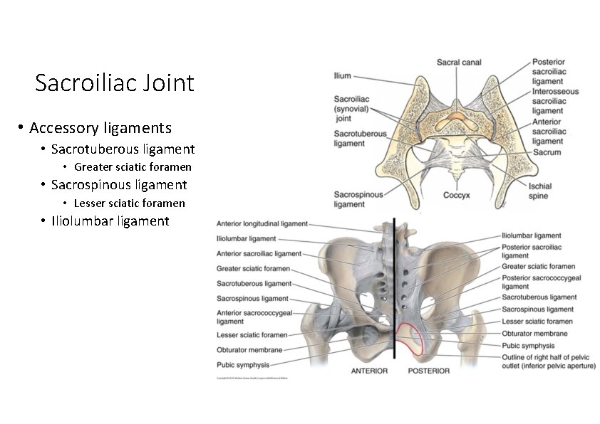 Sacroiliac Joint • Accessory ligaments • Sacrotuberous ligament • Greater sciatic foramen • Sacrospinous