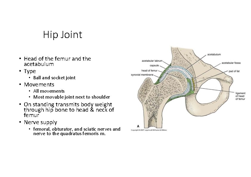 Hip Joint • Head of the femur and the acetabulum • Type • Ball