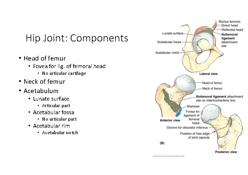 Hip Joint: Components • Head of femur • Fovea for lig. of femoral head