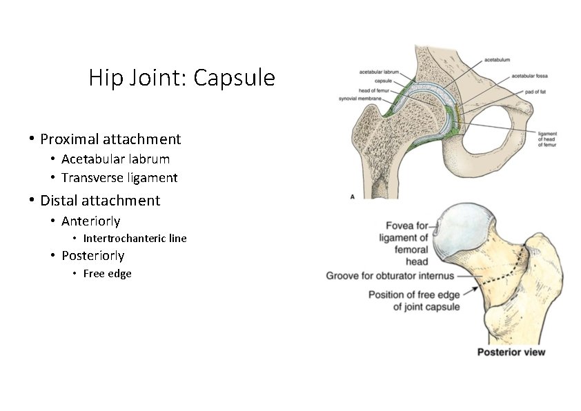Hip Joint: Capsule • Proximal attachment • Acetabular labrum • Transverse ligament • Distal