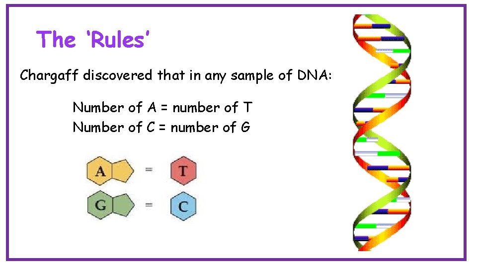 The ‘Rules’ Chargaff discovered that in any sample of DNA: Number of A =