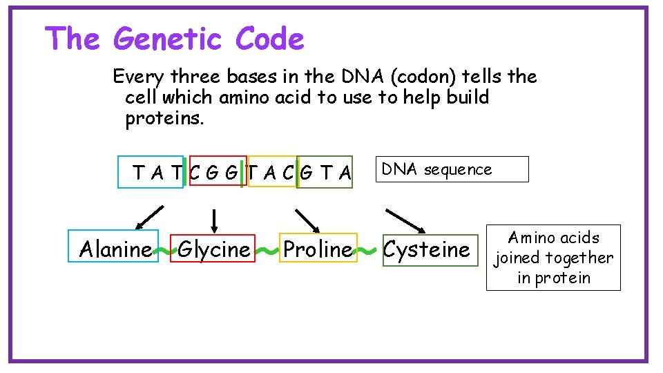 The Genetic Code Every three bases in the DNA (codon) tells the cell which