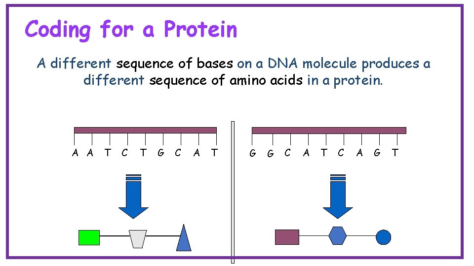 Coding for a Protein A different sequence of bases on a DNA molecule produces