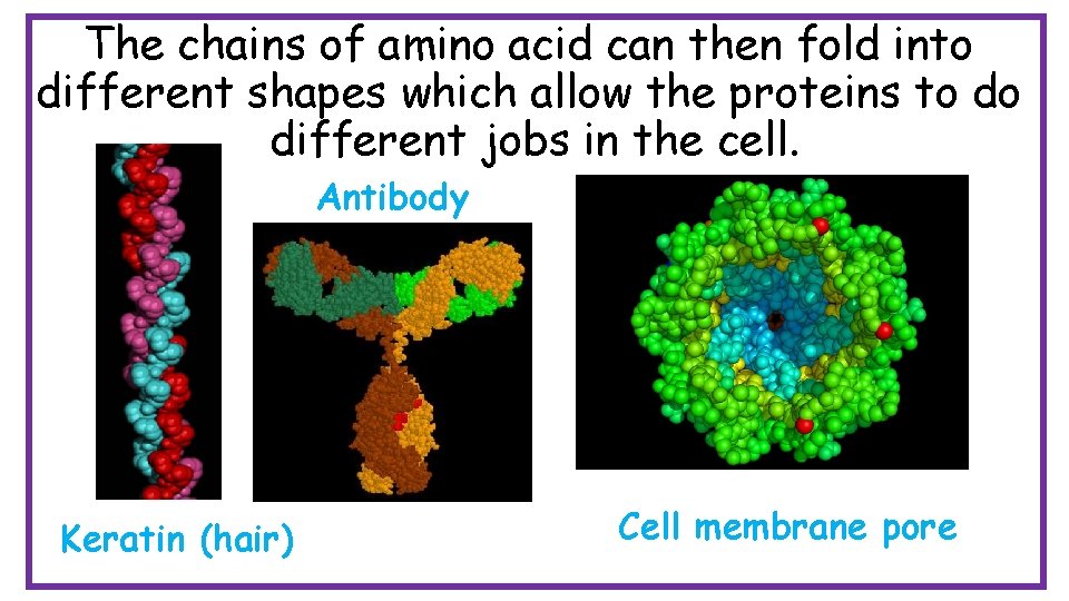 The chains of amino acid can then fold into different shapes which allow the