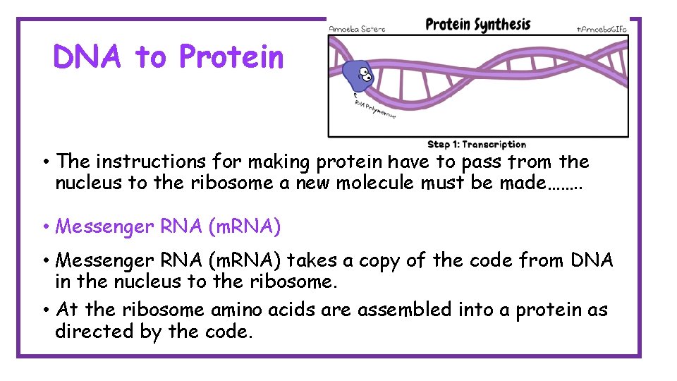 DNA to Protein • The instructions for making protein have to pass from the