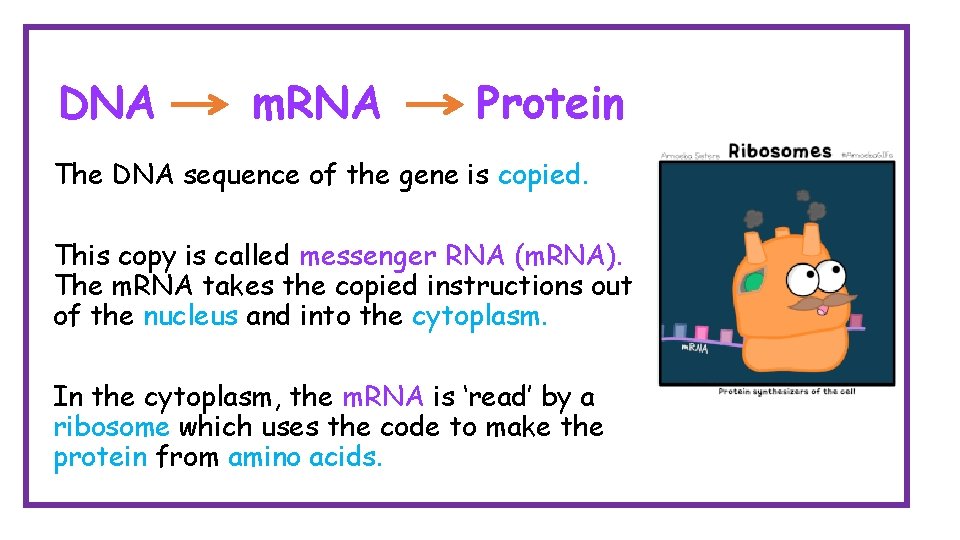 DNA m. RNA Protein The DNA sequence of the gene is copied. This copy