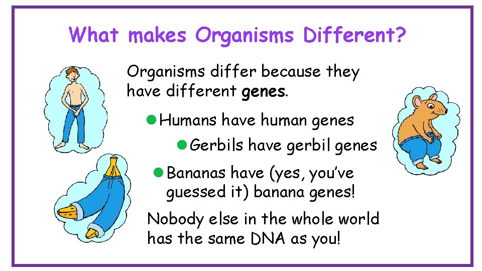 What makes Organisms Different? Organisms differ because they have different genes. l Humans have