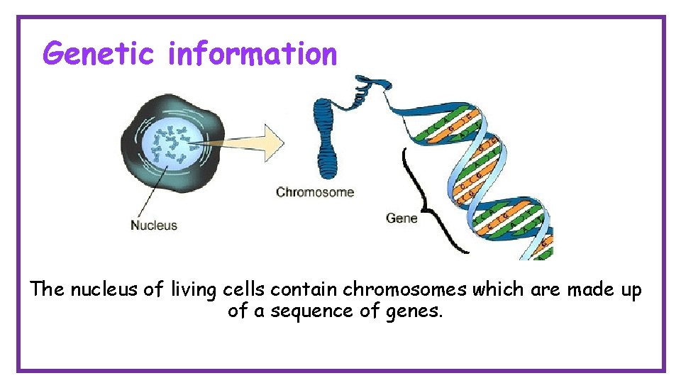 Genetic information The nucleus of living cells contain chromosomes which are made up of