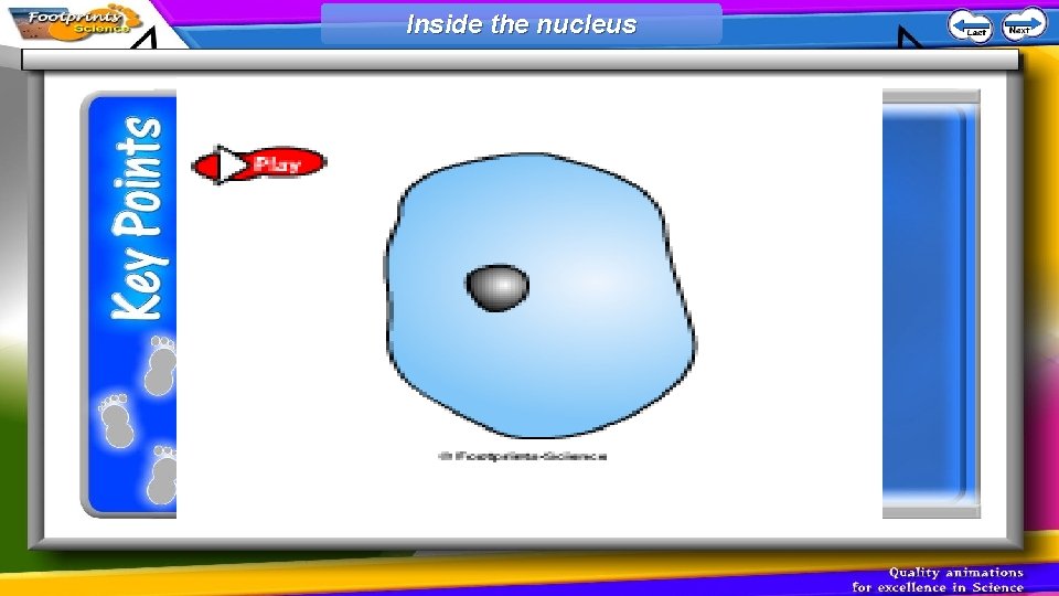 Inside the nucleus 