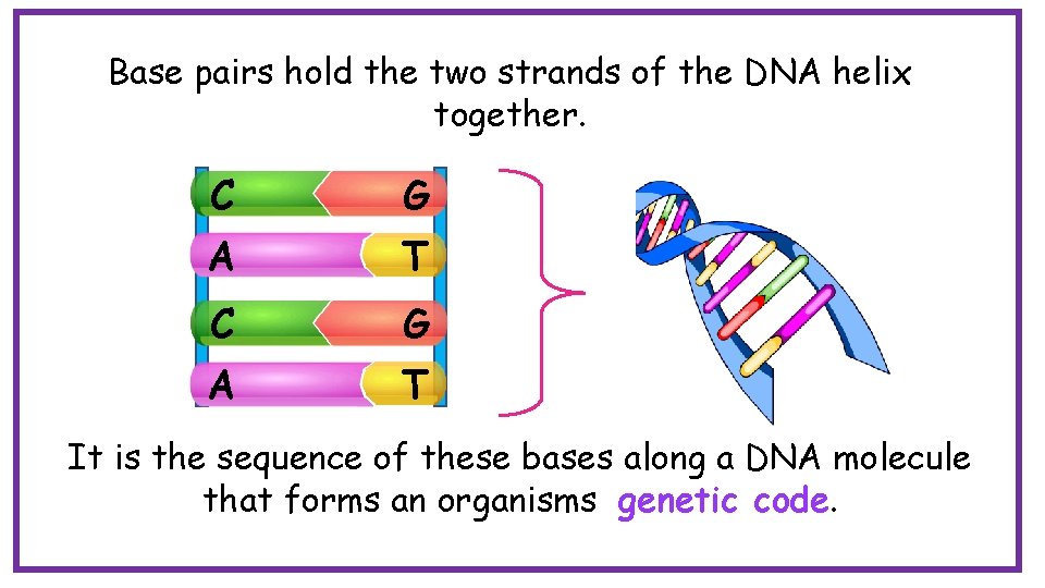 Base pairs hold the two strands of the DNA helix together. C G A