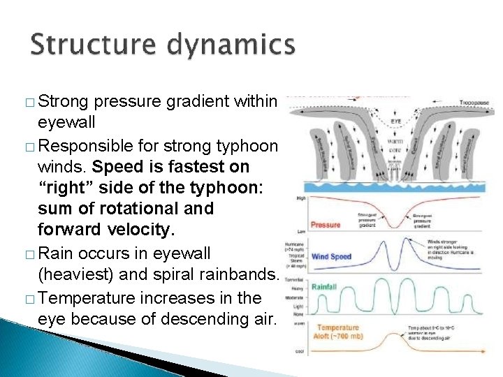 � Strong pressure gradient within eyewall � Responsible for strong typhoon winds. Speed is