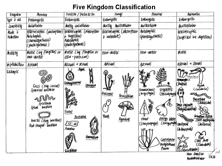 Five Kingdom Classification 