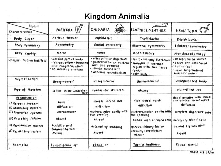 Kingdom Animalia 