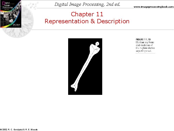 Digital Image Processing, 2 nd ed. Chapter 11 Representation & Description © 2002 R.