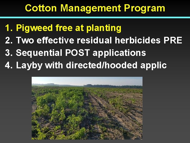 Cotton Management Program 1. 2. 3. 4. Pigweed free at planting Two effective residual