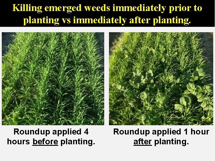 Killing emerged weeds immediately prior to planting vs immediately after planting. Roundup applied 4