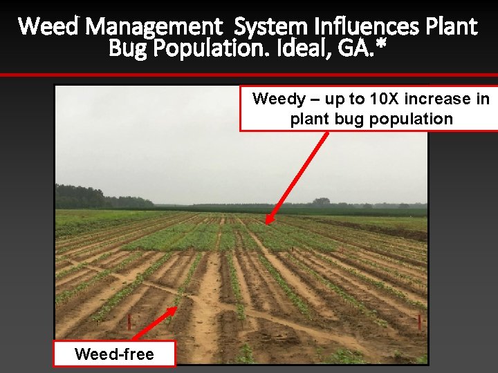 Weed Management System Influences Plant Bug Population. Ideal, GA. * Weedy – up to