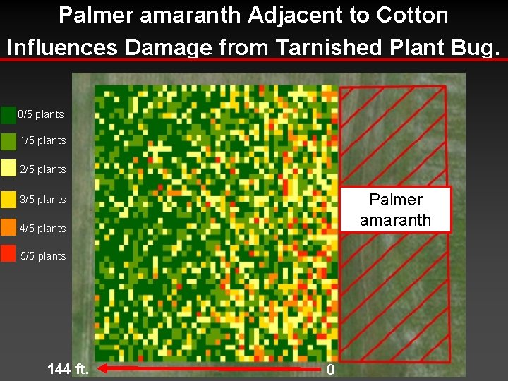 Palmer amaranth Adjacent to Cotton Influences Damage from Tarnished Plant Bug. 0/5 plants 1/5