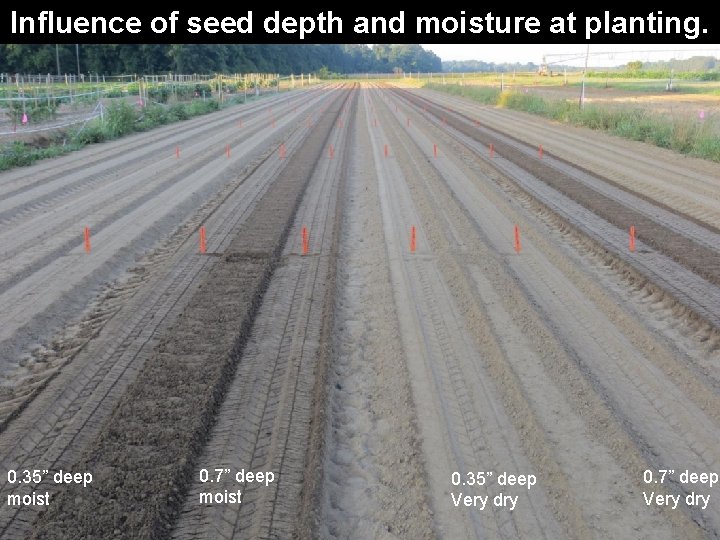 Influence of seed depth and moisture at planting. 0. 35” deep moist 0. 7”