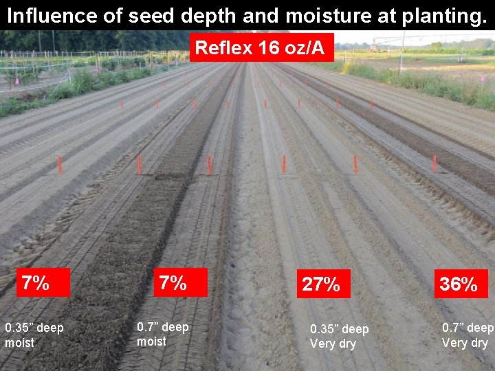 Influence of seed depth and moisture at planting. Reflex 16 oz/A 7% 0. 35”