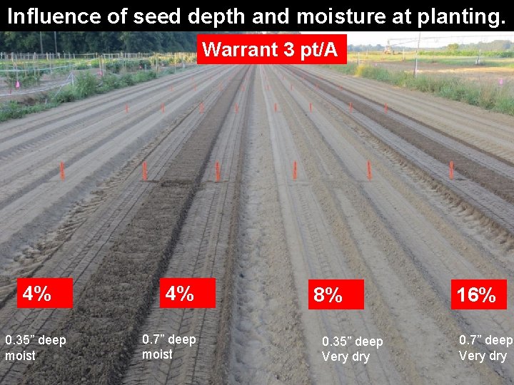 Influence of seed depth and moisture at planting. Warrant 3 pt/A 4% 0. 35”