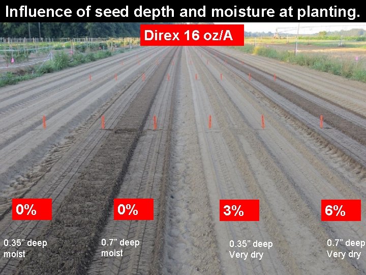 Influence of seed depth and moisture at planting. Direx 16 oz/A 0% 0. 35”