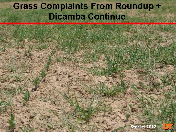 Grass Complaints From Roundup + Dicamba Continue Steckel 2012 