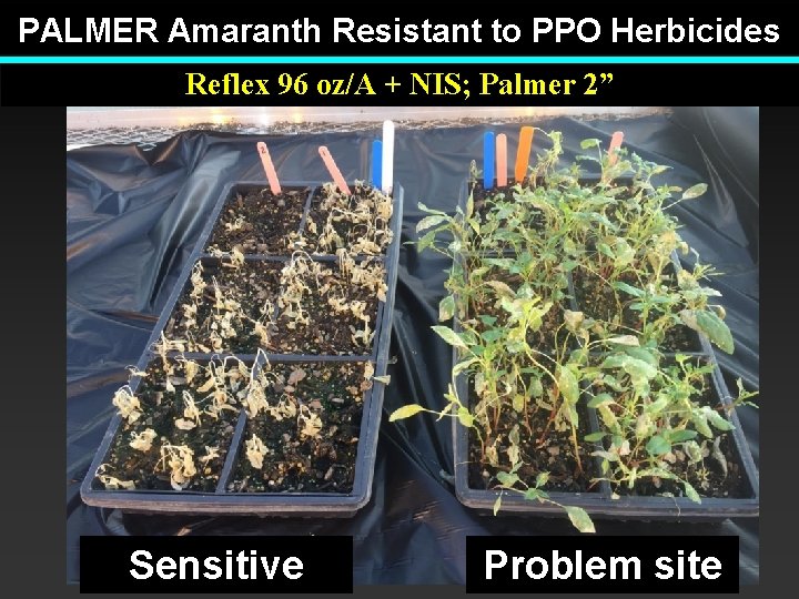 PALMER Amaranth Resistant to PPO Herbicides Reflex 96 oz/A + NIS; Palmer 2” Sensitive