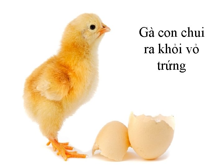 Gà con chui ra khỏi vỏ trứng 