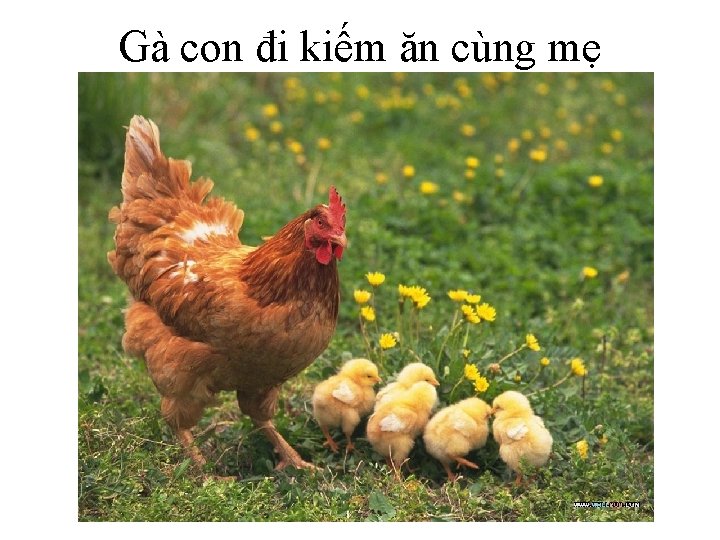 Gà con đi kiếm ăn cùng mẹ 