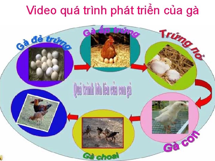 Video quá trình phát triển của gà 