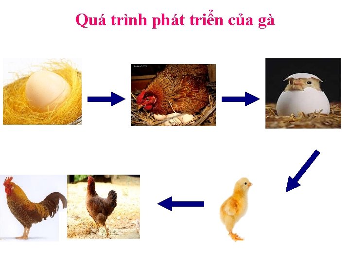 Quá trình phát triển của gà 