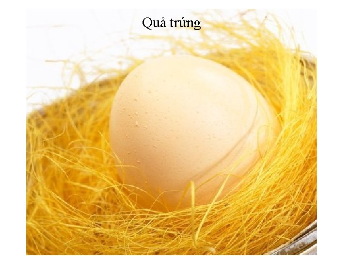 Quả trứng 