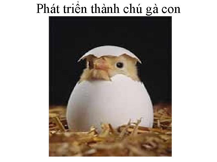 Phát triển thành chú gà con 