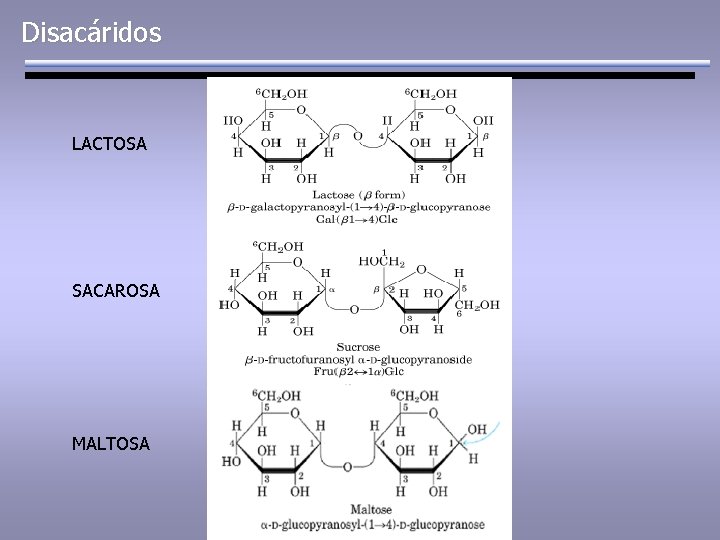 Disacáridos LACTOSA SACAROSA MALTOSA 