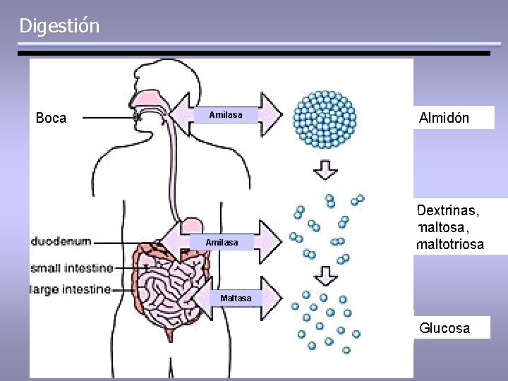 Digestión Boca Amilasa Almidón Dextrinas, maltosa, maltotriosa Maltasa Glucosa 