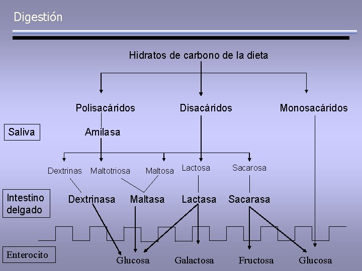 Digestión Hidratos de carbono de la dieta Polisacáridos Saliva Disacáridos Monosacáridos Amilasa Dextrinas Intestino