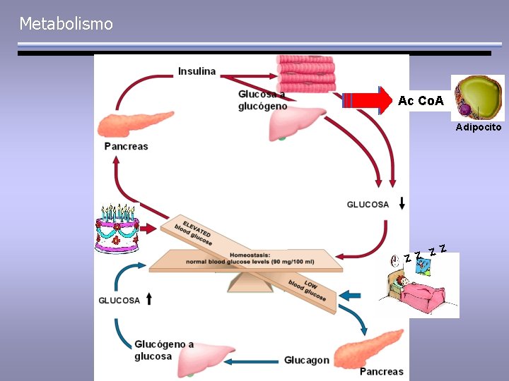 Metabolismo Ac Co. A ATP Adipocito Z Z 