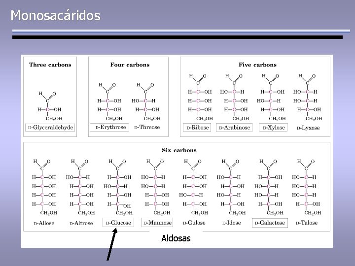 Monosacáridos Aldosas 