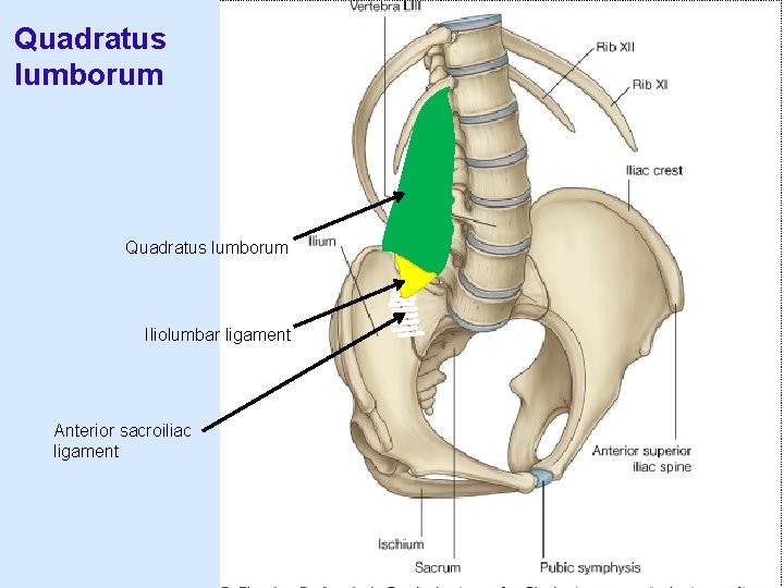 Quadratus lumborum Iliolumbar ligament Anterior sacroiliac ligament 