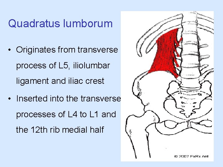 Quadratus lumborum • Originates from transverse process of L 5, iliolumbar ligament and iliac