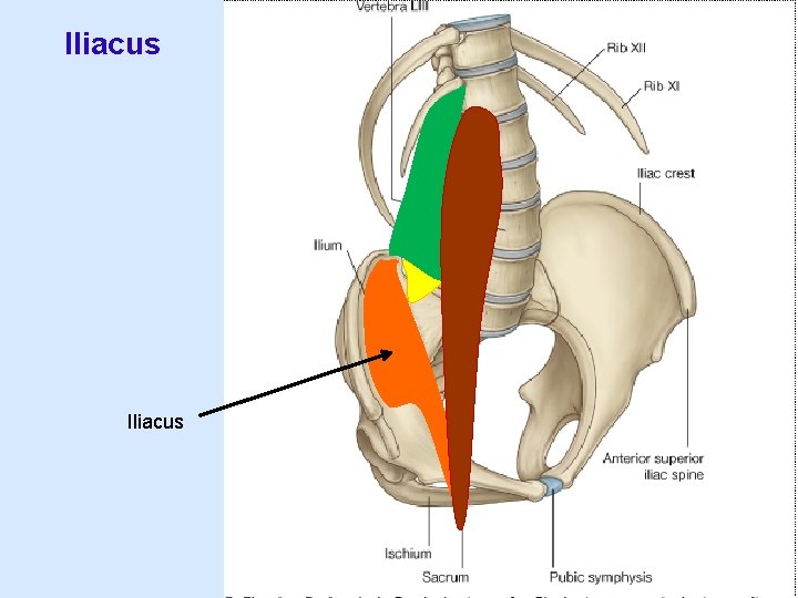 Iliacus 