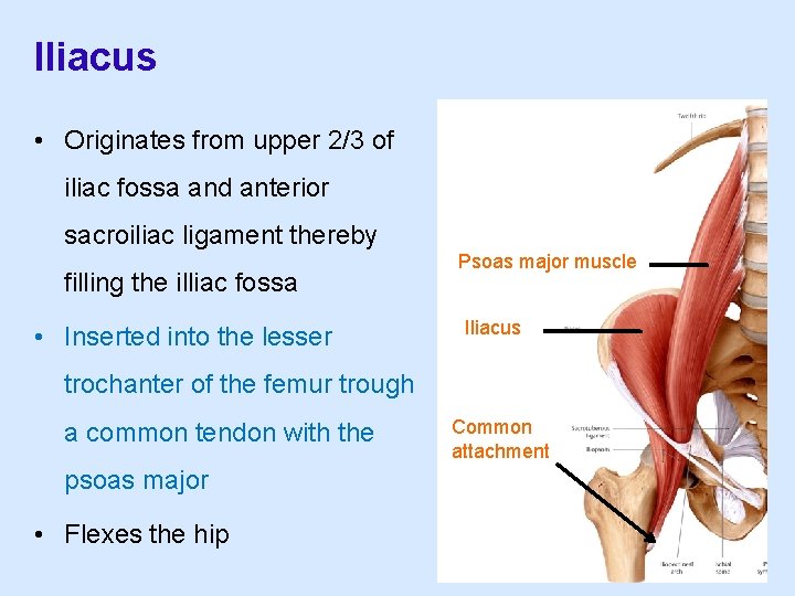 Iliacus • Originates from upper 2/3 of iliac fossa and anterior sacroiliac ligament thereby