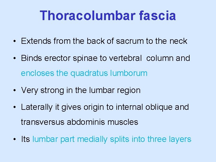 Thoracolumbar fascia • Extends from the back of sacrum to the neck • Binds