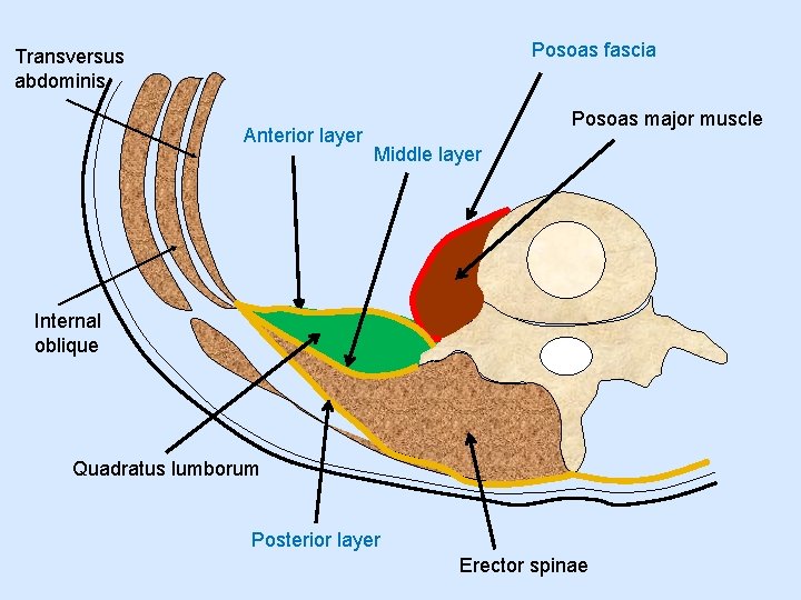 Posoas fascia Transversus abdominis Anterior layer Posoas major muscle Middle layer Internal oblique Quadratus