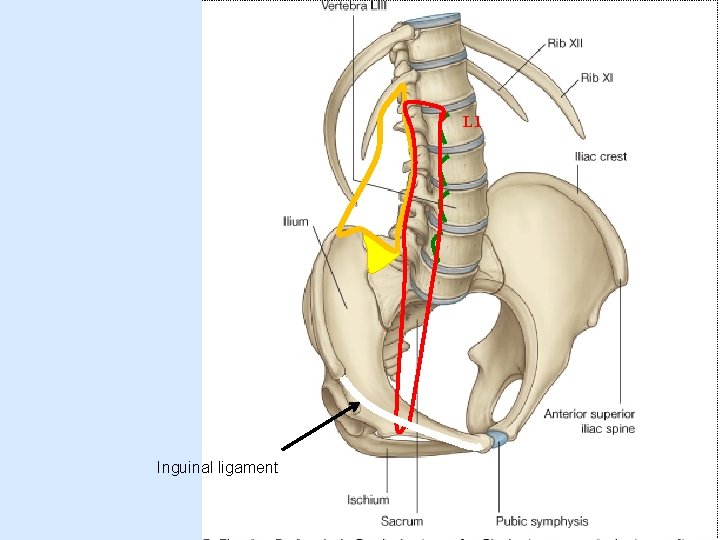 L 1 Inguinal ligament 